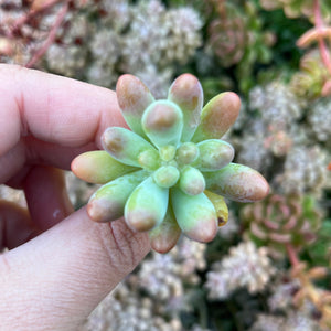 Sedum Pachyphyllum Koigokoro (Cutting)