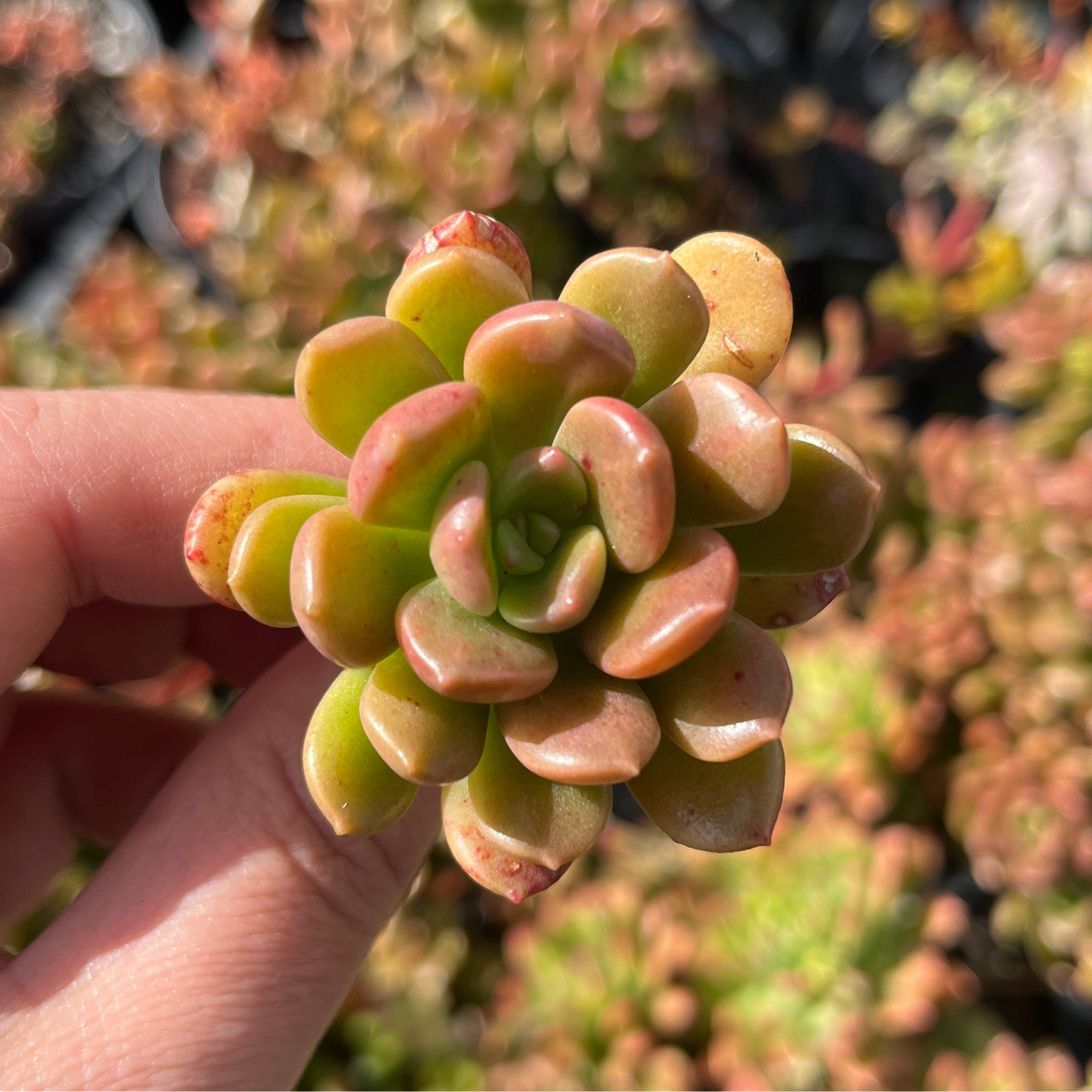 Graptoveria Nova (Cutting)