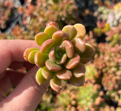 Graptoveria Nova (Cutting)