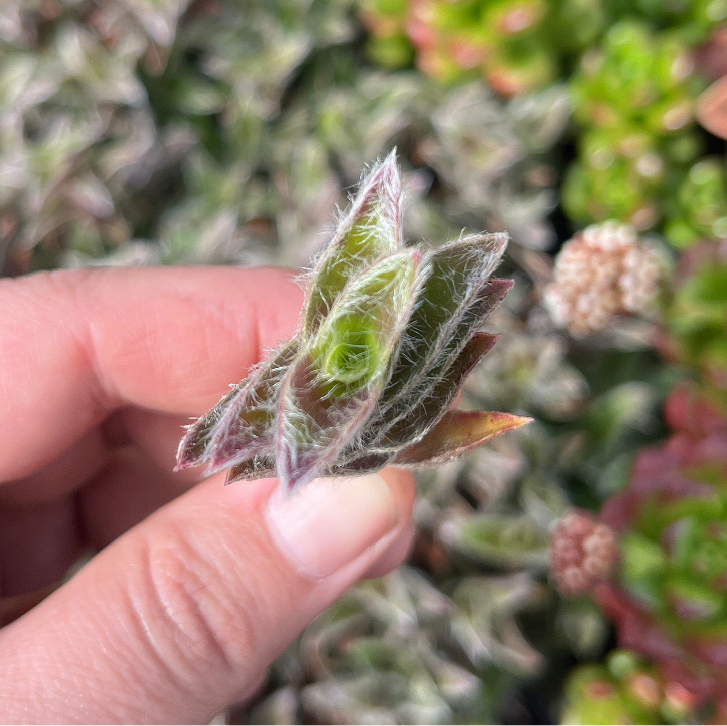 Tradescantia kitten ears (Cutting)