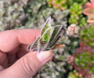 Tradescantia kitten ears (Cutting)