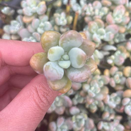 Sedum Cavier (Cutting)