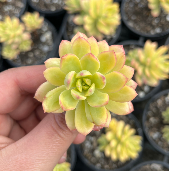 Echeveria Gold Nugget (Cutting)