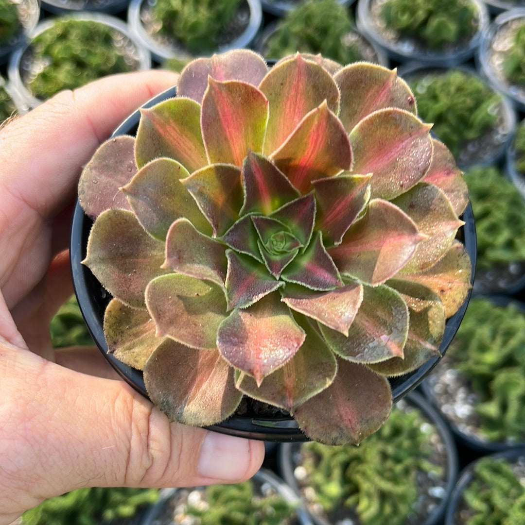 Aeonium Red Witch (LG)