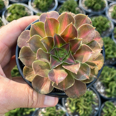 Aeonium Red Witch (Large)