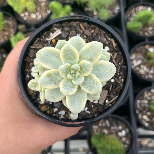 Sedum Calavtum Variegata (LG)