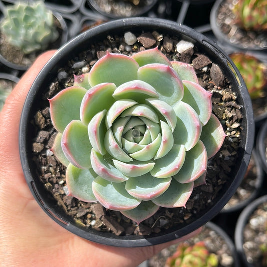 Echeveria Silhouette (LG)