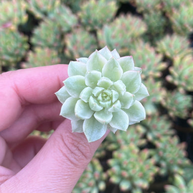 Echeveria Halbingeri Walther Variegated (Cutting)