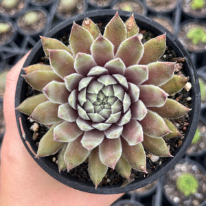 Sempervivum Silver Suede (LS)