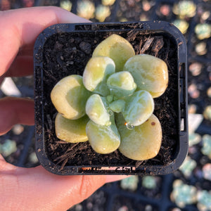 Graptosedum Muil (SR)