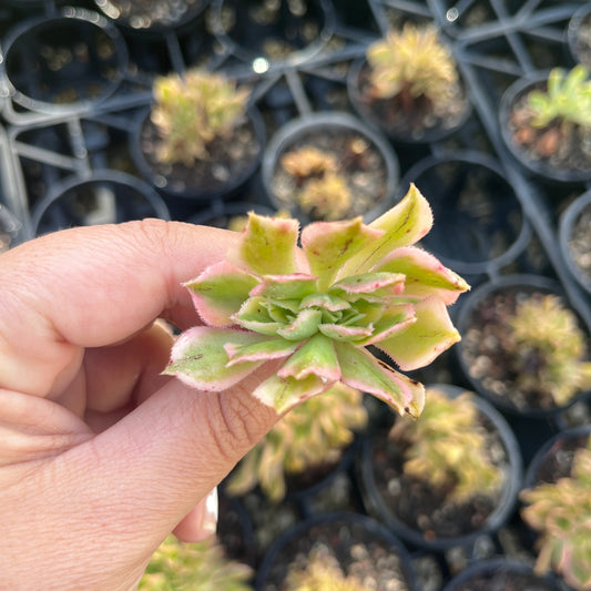 Aeonium Sunburst Crested (Cutting)