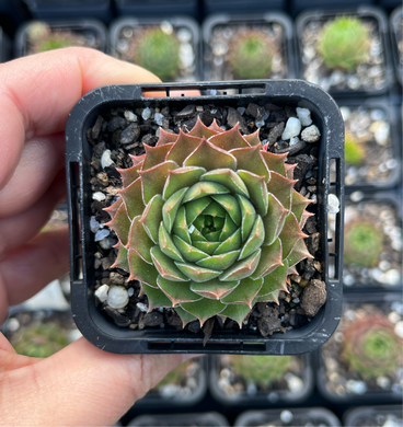 Sempervivum Bernstein (SQ)