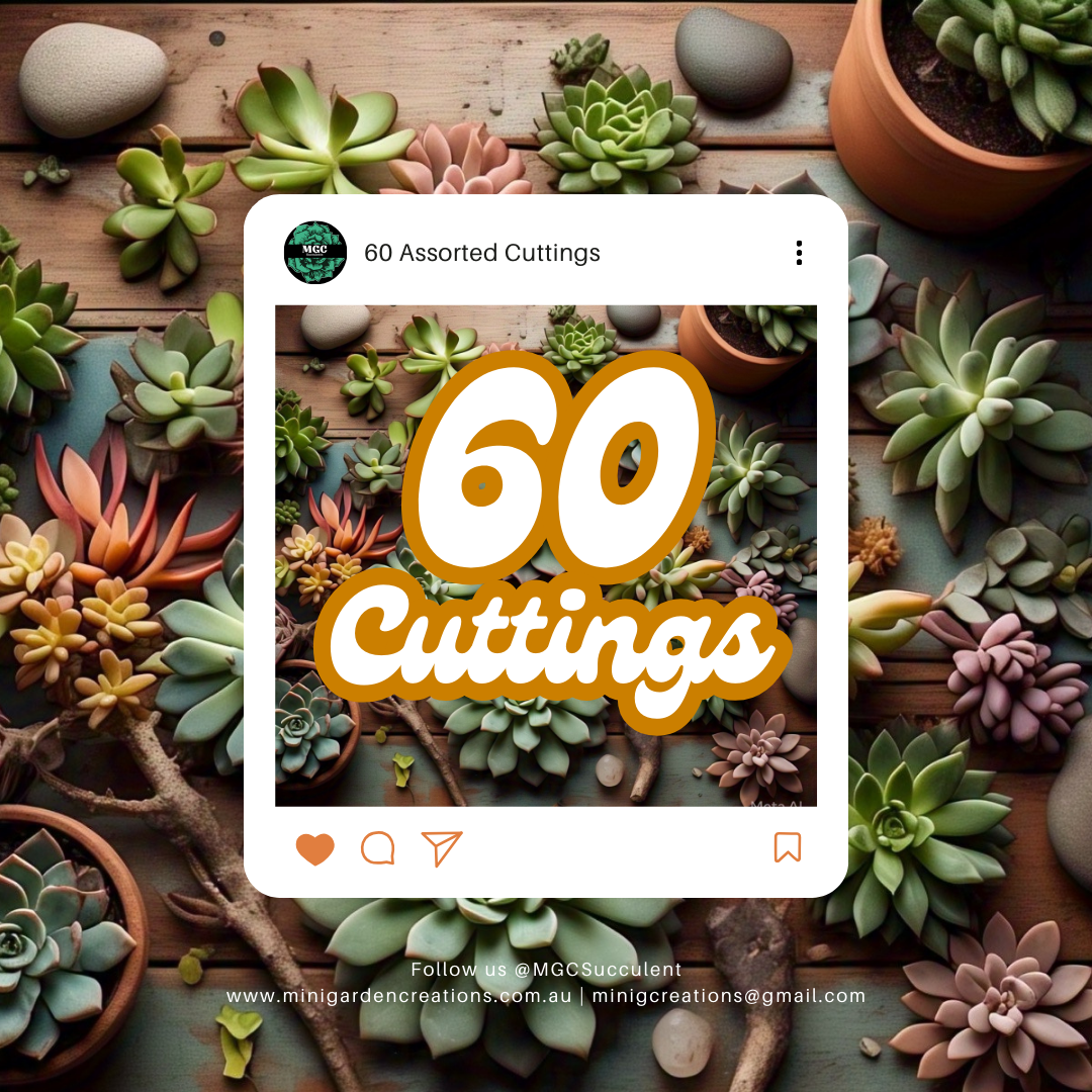 60 Succulent Cuttings for $60 – Limited Time Offer!