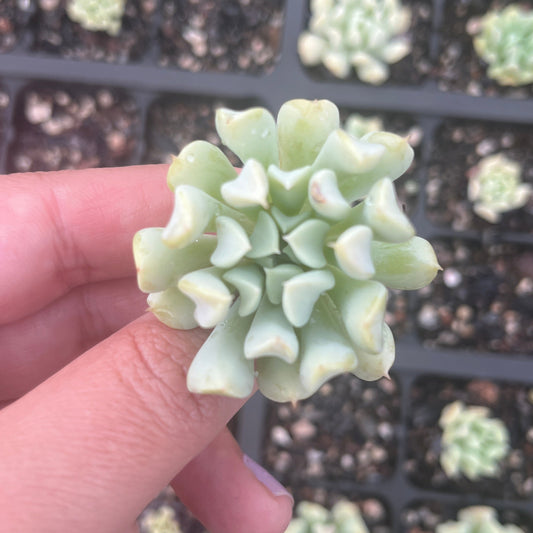 Echeveria Cloud (Cutting)