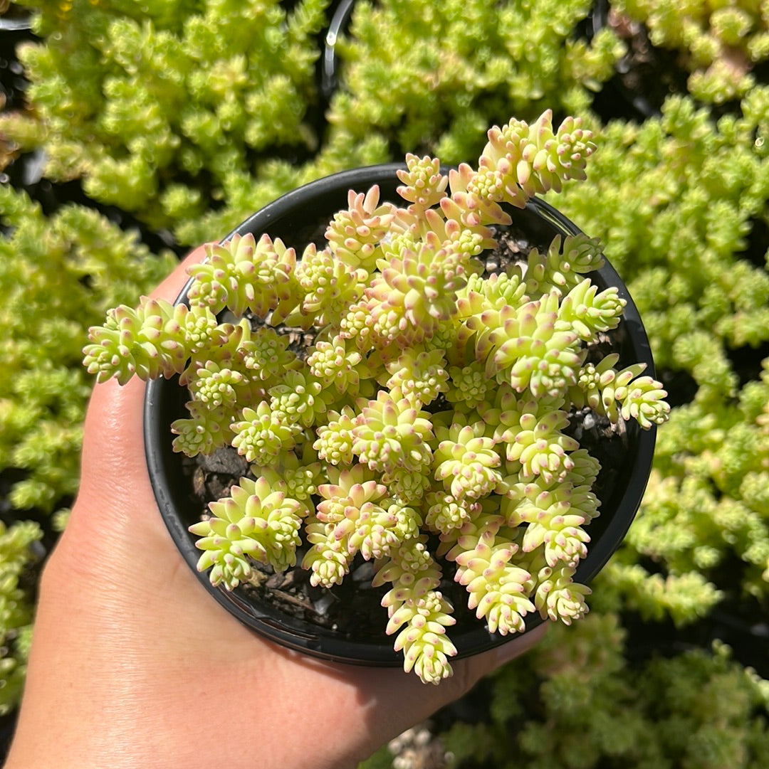 Sedum Potosinum (LG)