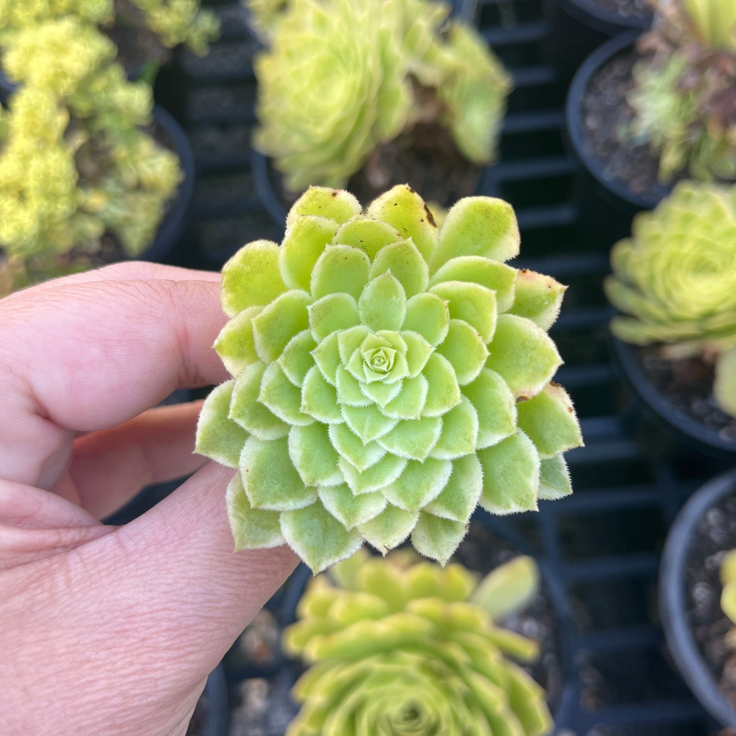 Aeonium Emerald Ice (Cutting)