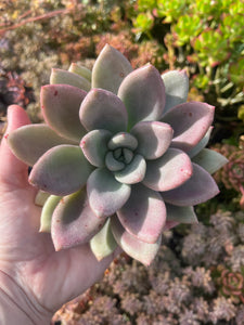 Graptoveria Peach Blossom (Cutting)