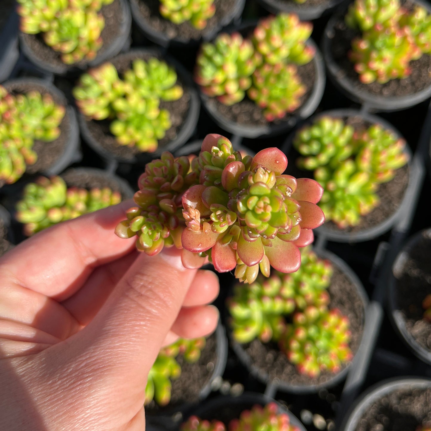 Sedum Joyce Tulloch (Cutting)