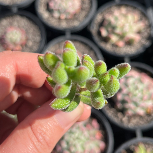 Crassula Mesembryanthiodes (Cutting)