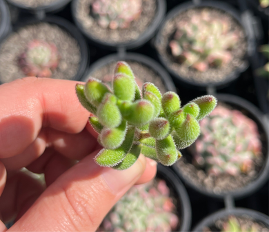 Crassula Mesembryanthiodes (Cutting)