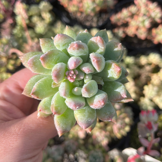 Pachyphytum Ivory Cheese (Cutting)