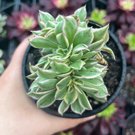 Aeonium Sunburst Crested (LG)