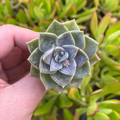 Graptoveria Portia (Cutting)