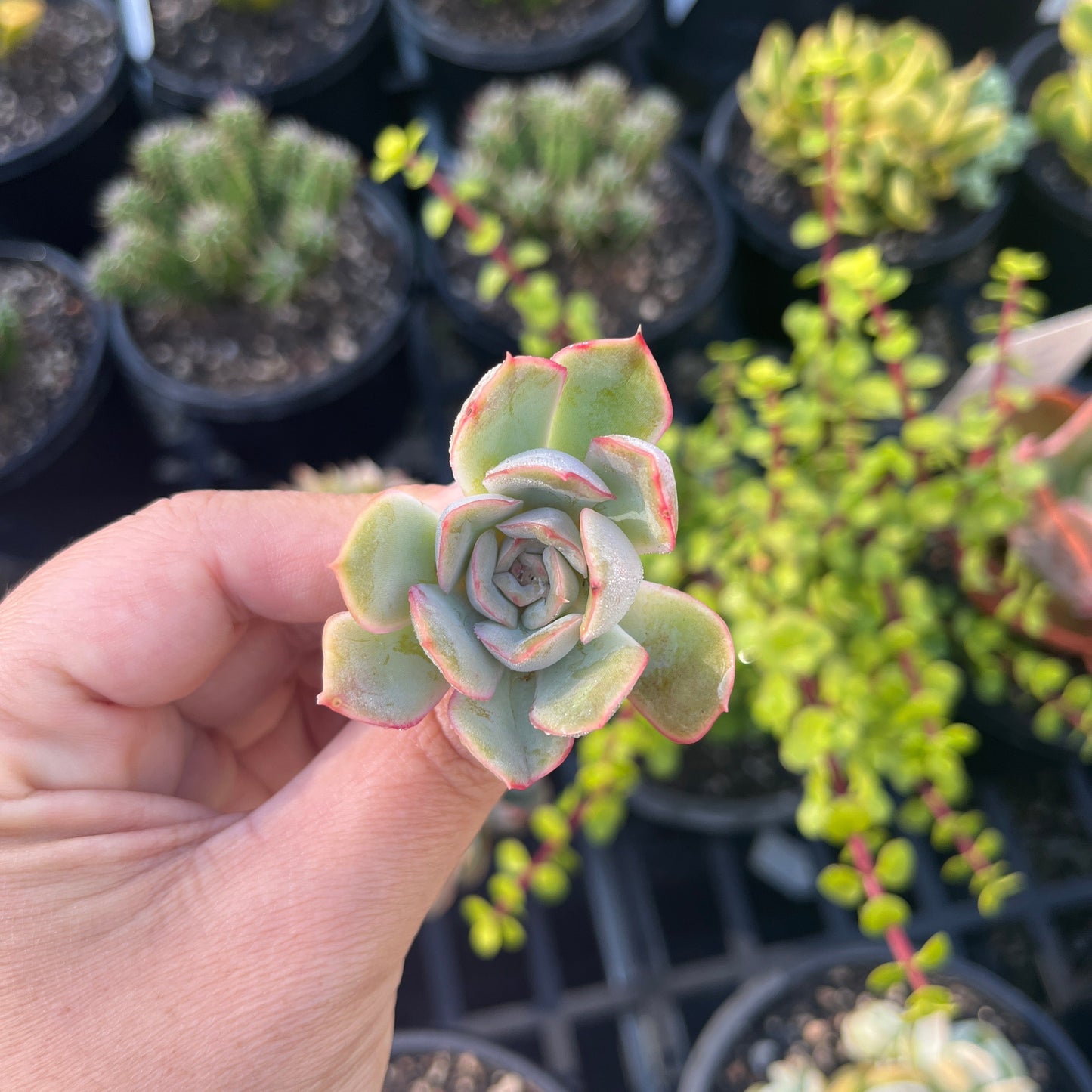 Echeveria Hercules (Cutting)