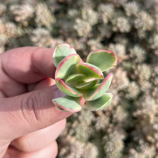 Crassula Money Maker Variegata (Cutting)