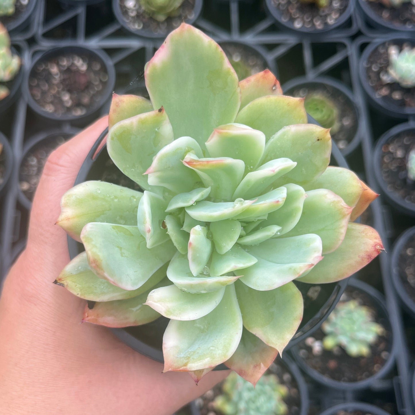 Echeveria Luella Variegated 100mm (SS)