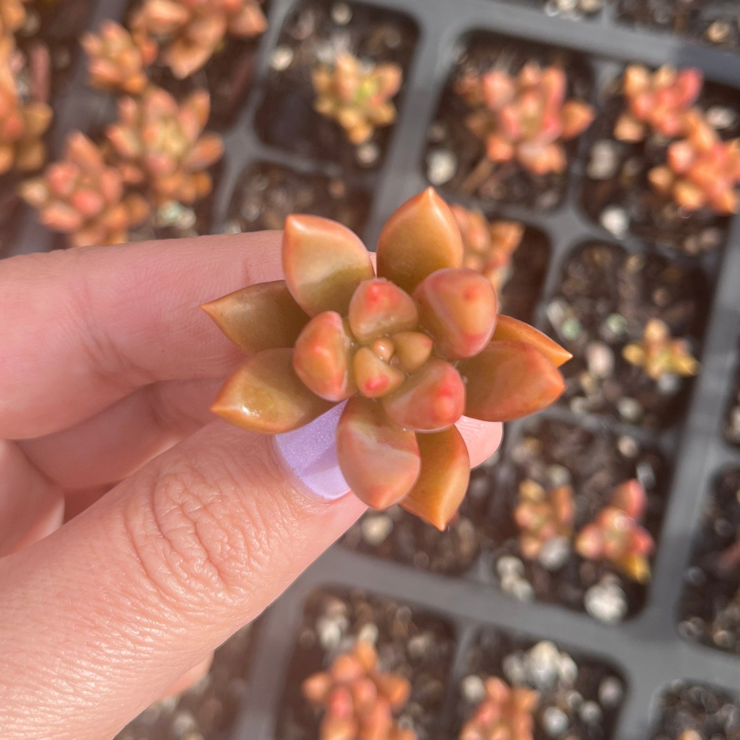 Graptoveria Bronze Delight (Cutting)