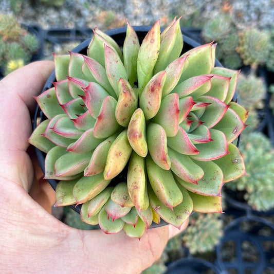 Echeveria Red Rose (LG)