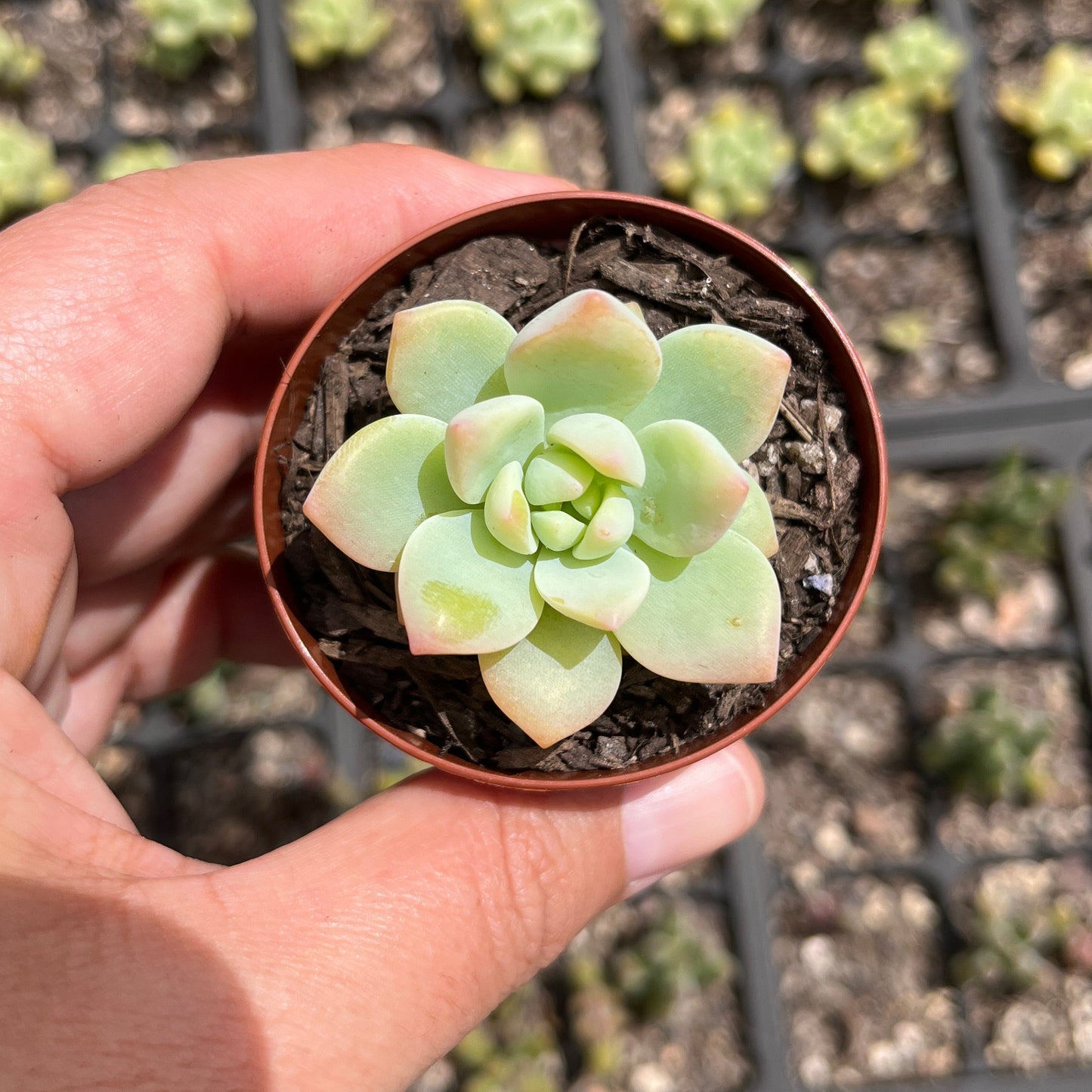 Graptoveria Mendoza x Echeveria Prolifica (SR)