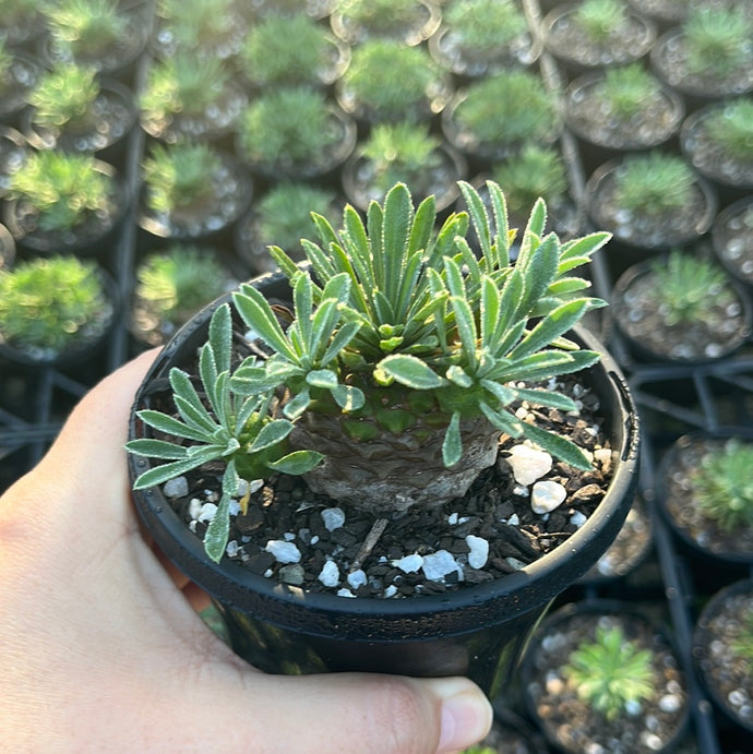 Euphorbia Japonica (Large)