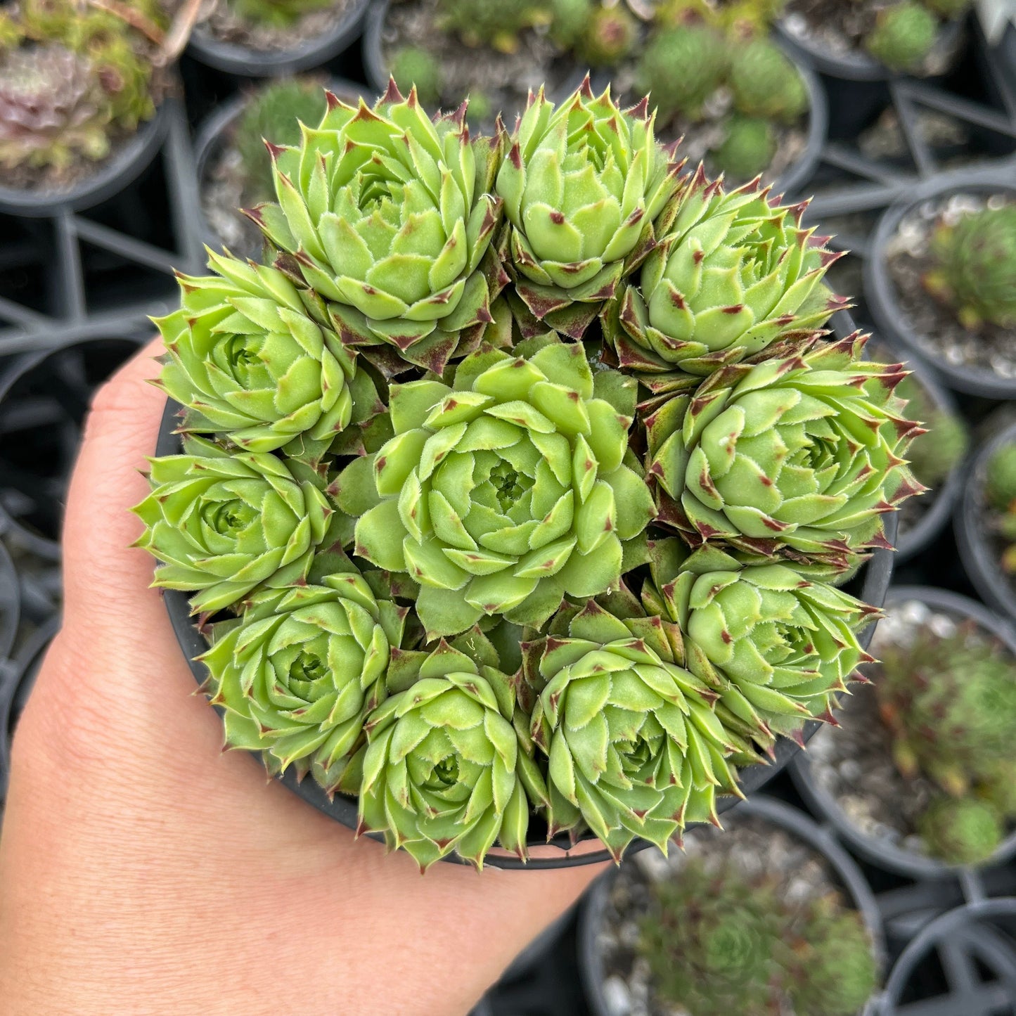 Sempervivum Limelight (LS)