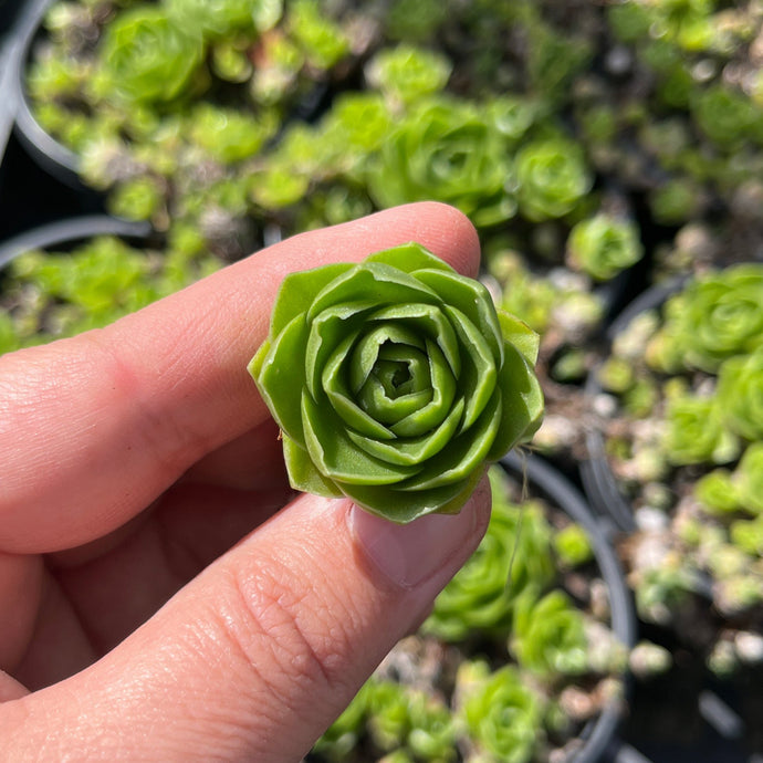 Orostachys Malacophylla Iwarenge Genkai (Cutting)