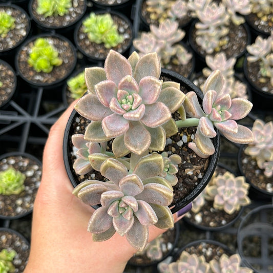 Graptoveria Bernalense (LG)