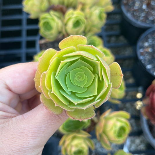 Aeonium Red Witch (Cutting)