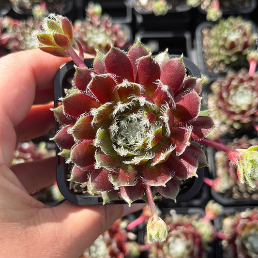 Sempervivum Winter Red (SQ)