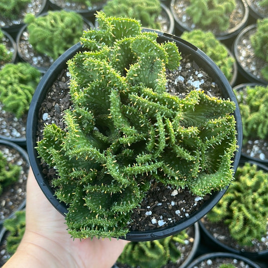 Euphorbia Medusa Cristata (SS)