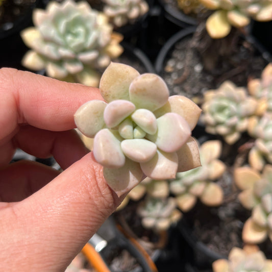 Graptoveria White Deer (Cutting)