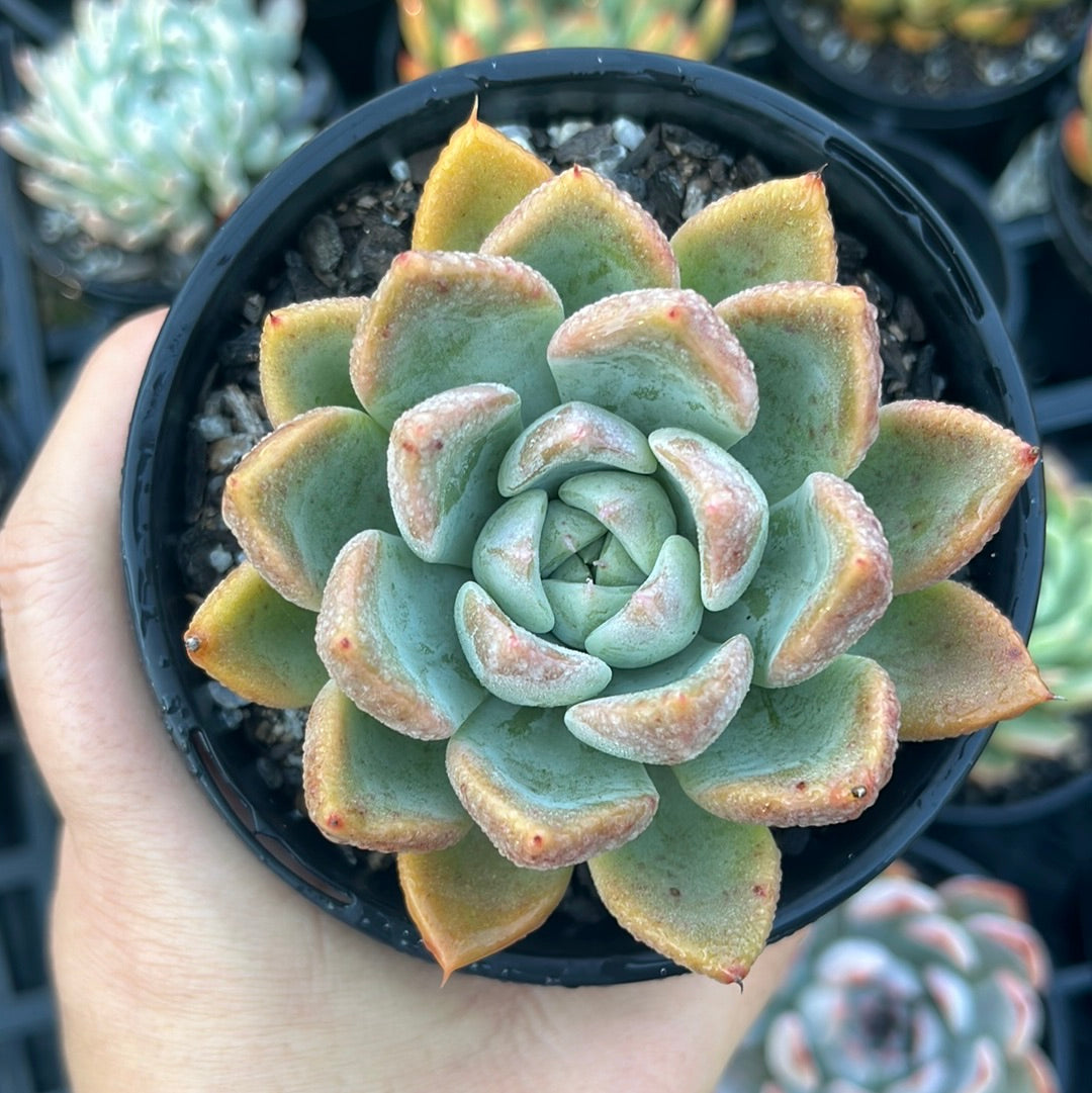 Echeveria Another Time (LG)