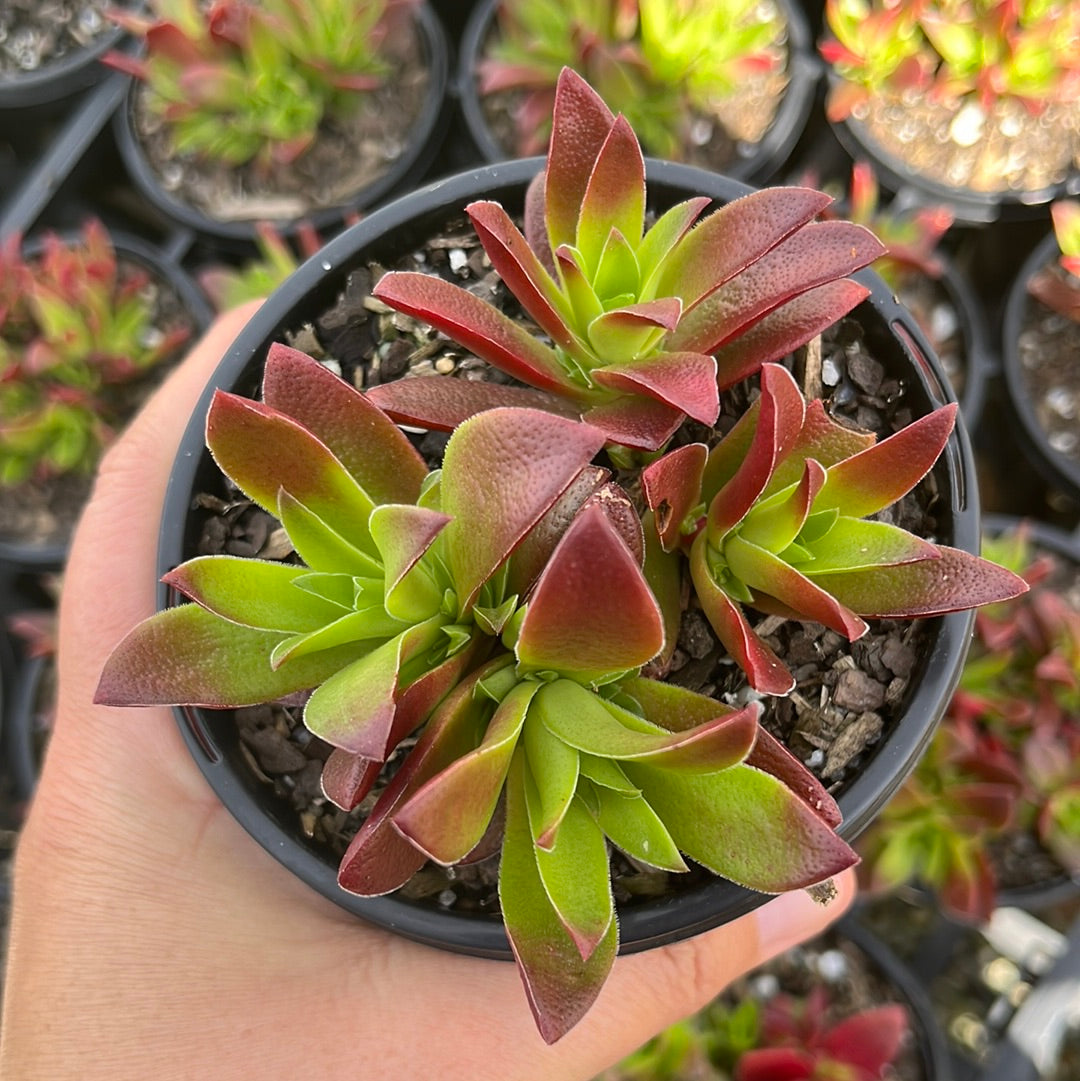 Crassula Momiji Matsuri (LG)