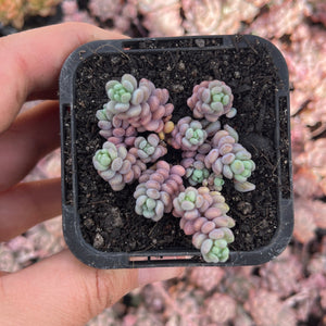 Sedum Lilac Mound (SR)