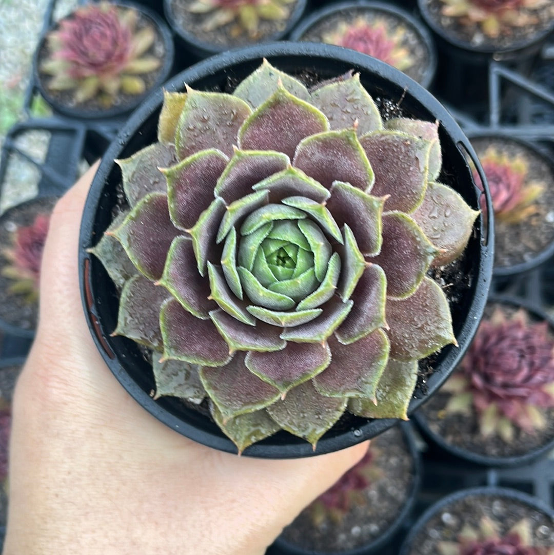 Sempervivum Lynn’s Choice (LS)