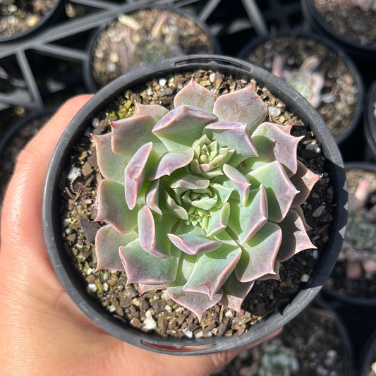 Echeveria Hylina Choice  (LG)