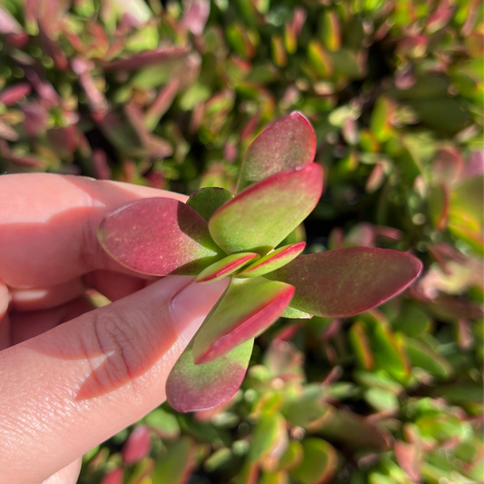 Crassula Atropurpurea (Cutting)