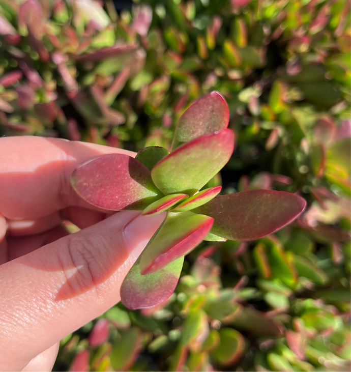 Crassula Atropurpurea (Cutting)