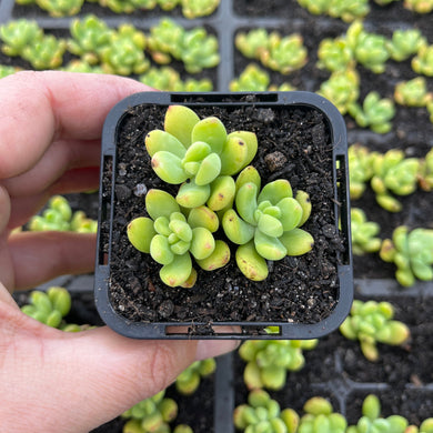 Sedum Sedona (SR)