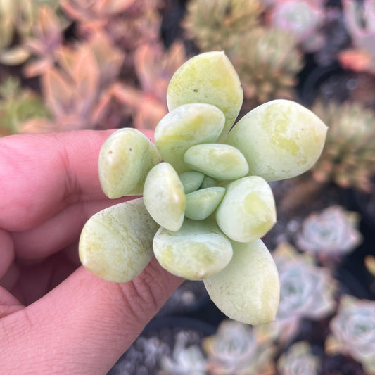 Pachyphytum Ruan Lingyu (Cutting)